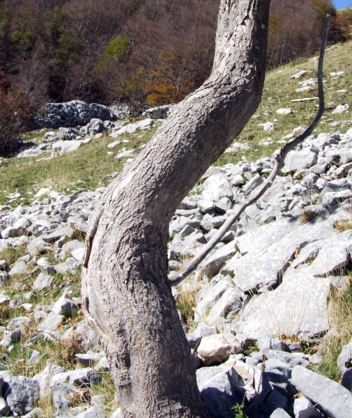 Acer pseudoplatanus